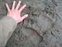 Squamish Valley Grizzly prints
